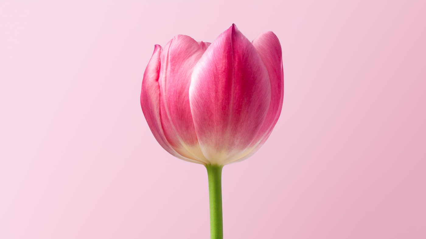 Bloemenshop 't Haasje
